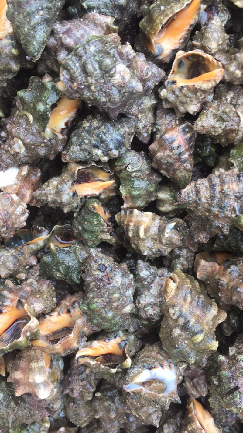 潜水货辣螺
