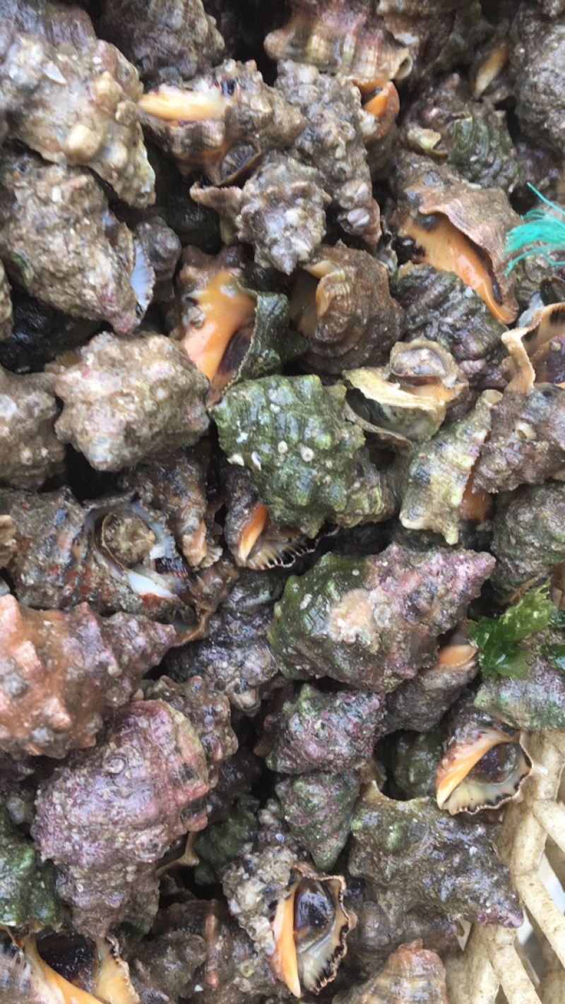 潜水货辣螺