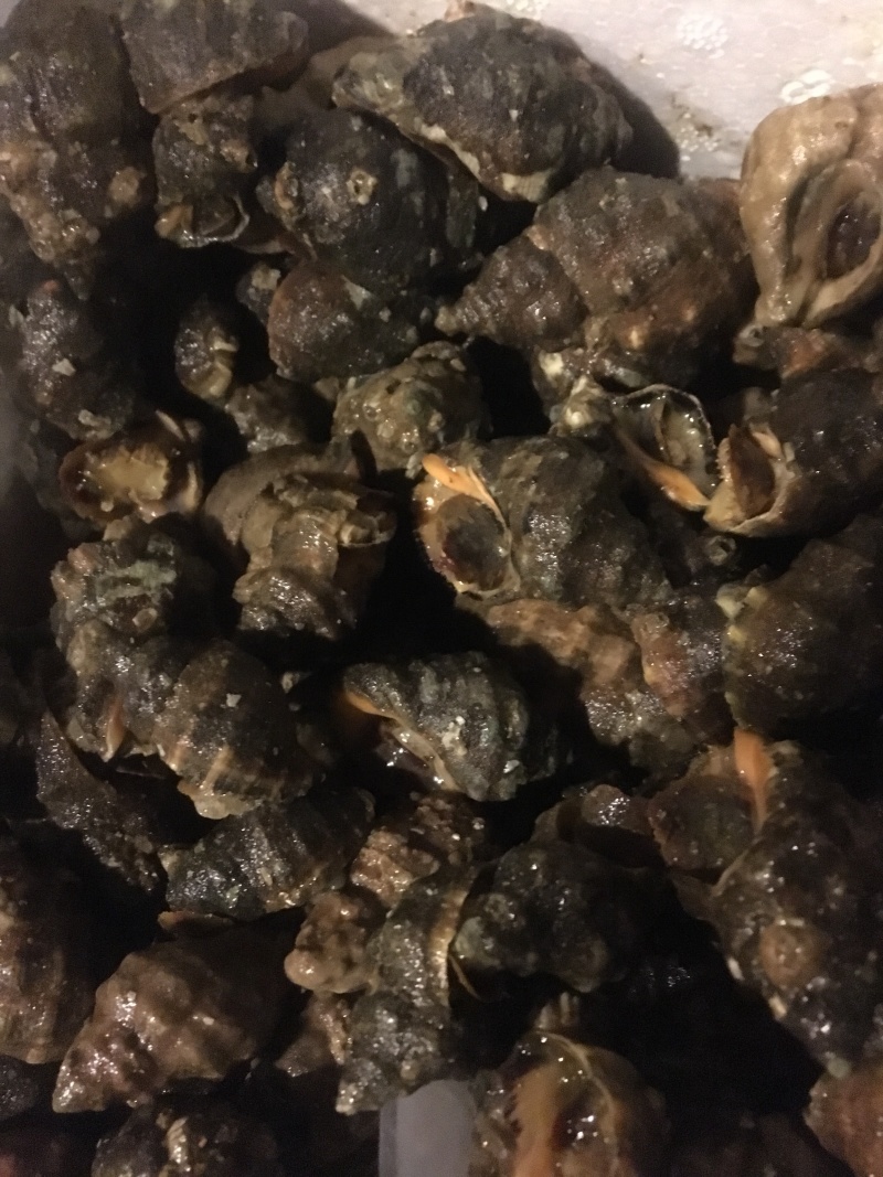潜水货辣螺