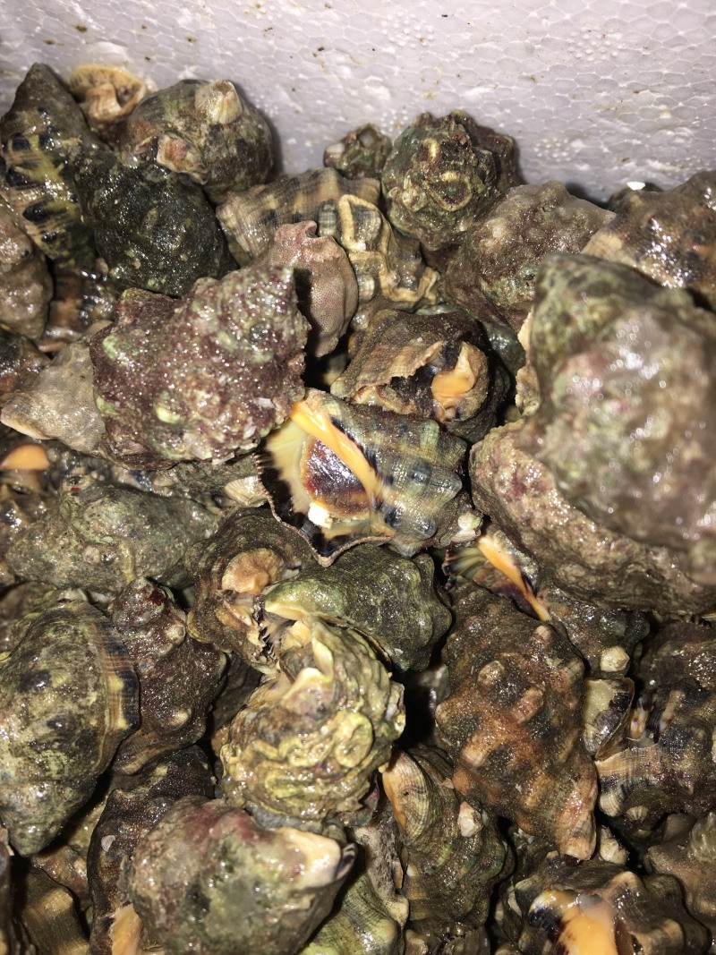 潜水货辣螺
