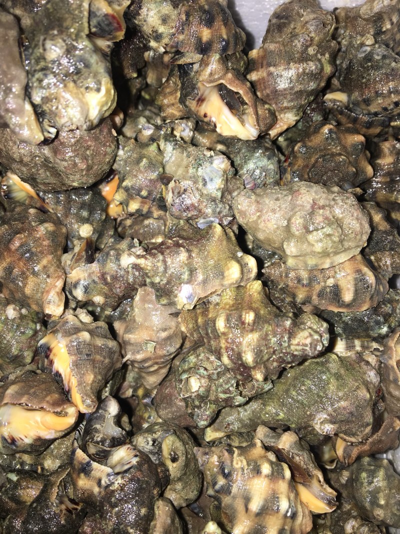 潜水货辣螺