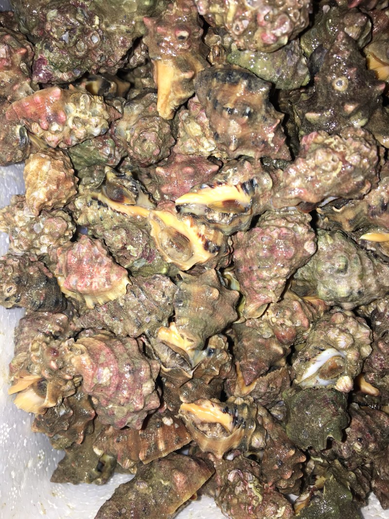 潜水货辣螺