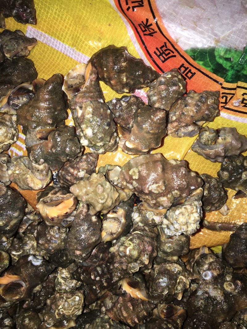 潜水货辣螺
