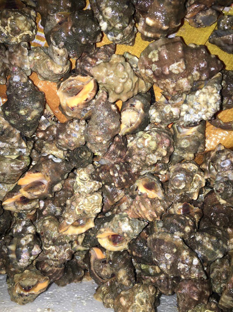 潜水货辣螺