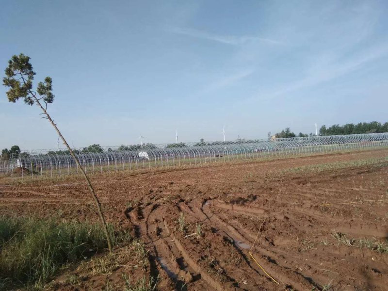 养殖大棚，养猪棚养鸡棚水产养殖棚草莓棚葡萄棚西红柿棚瓜棚