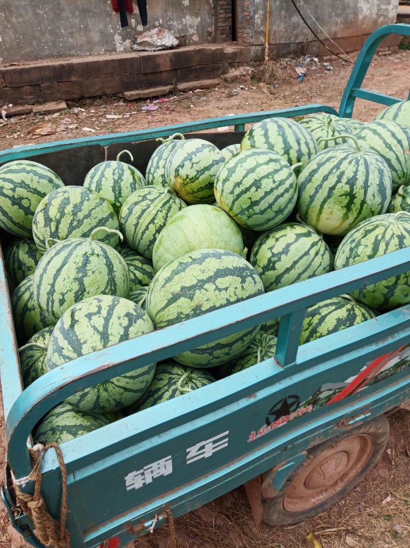 西瓜