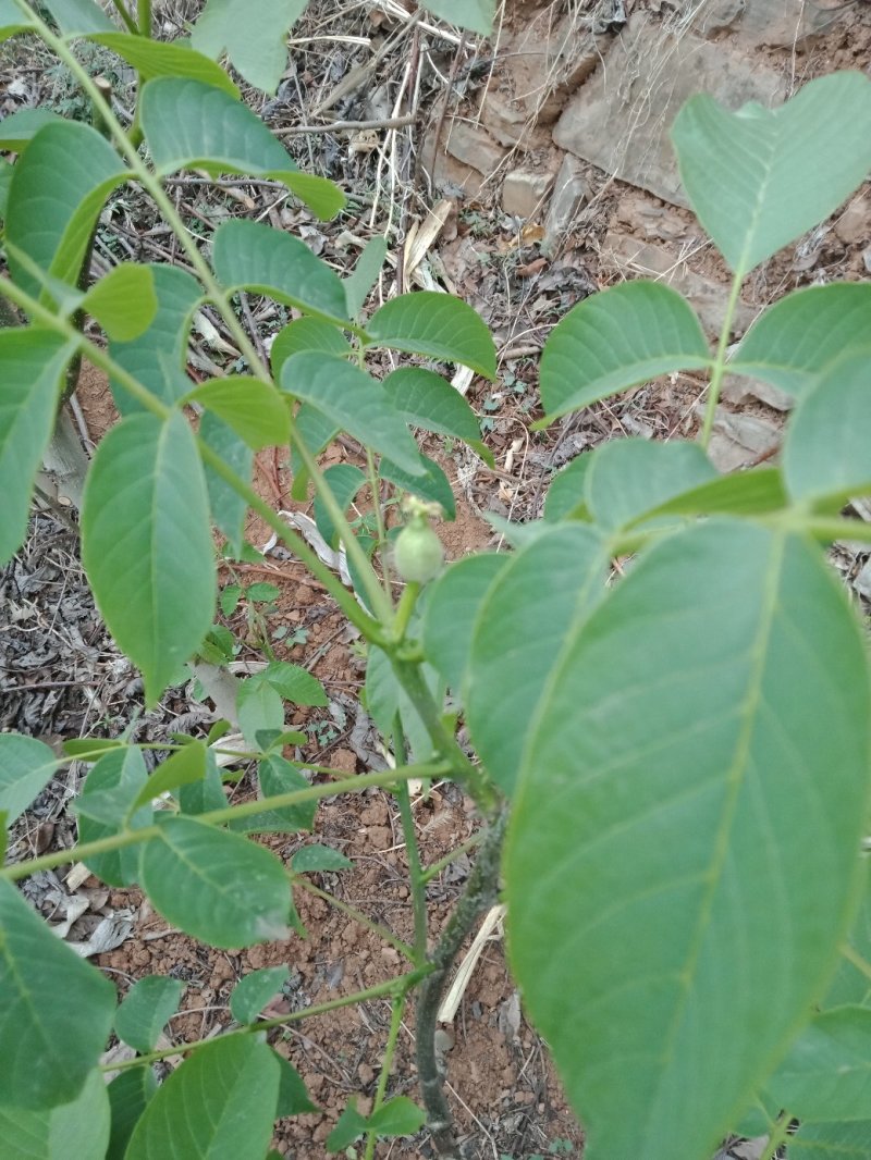 核桃树苗和占地树！大量出售！高质量低价格