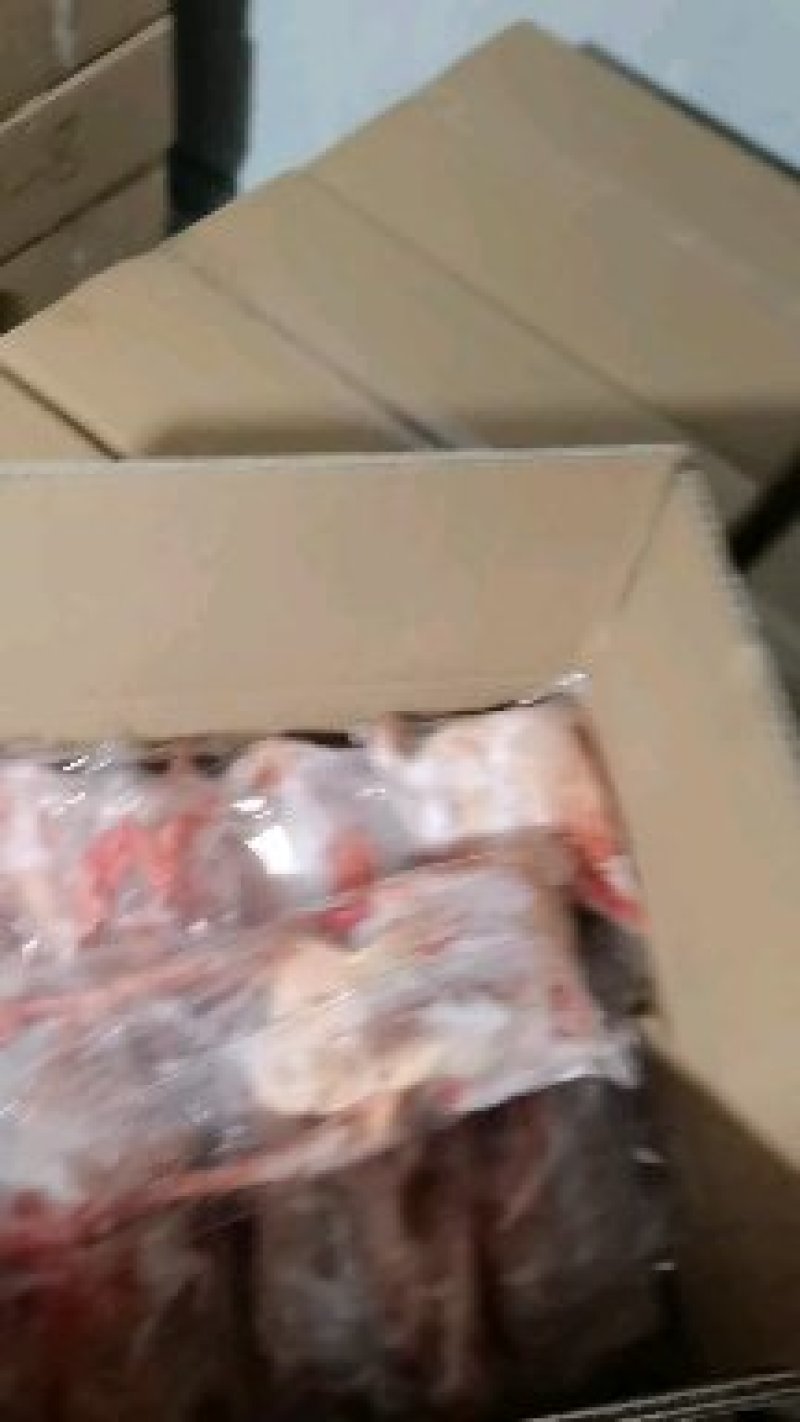 白条乳鸽自养自杀农场直发足龄乳鸽土鸽子冻鸽子