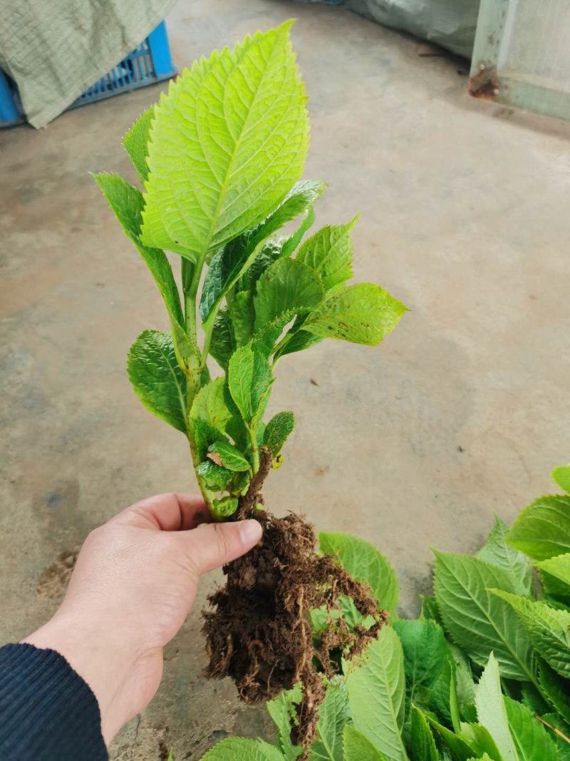 八仙花绣球地被基地批发中技术支持包成活