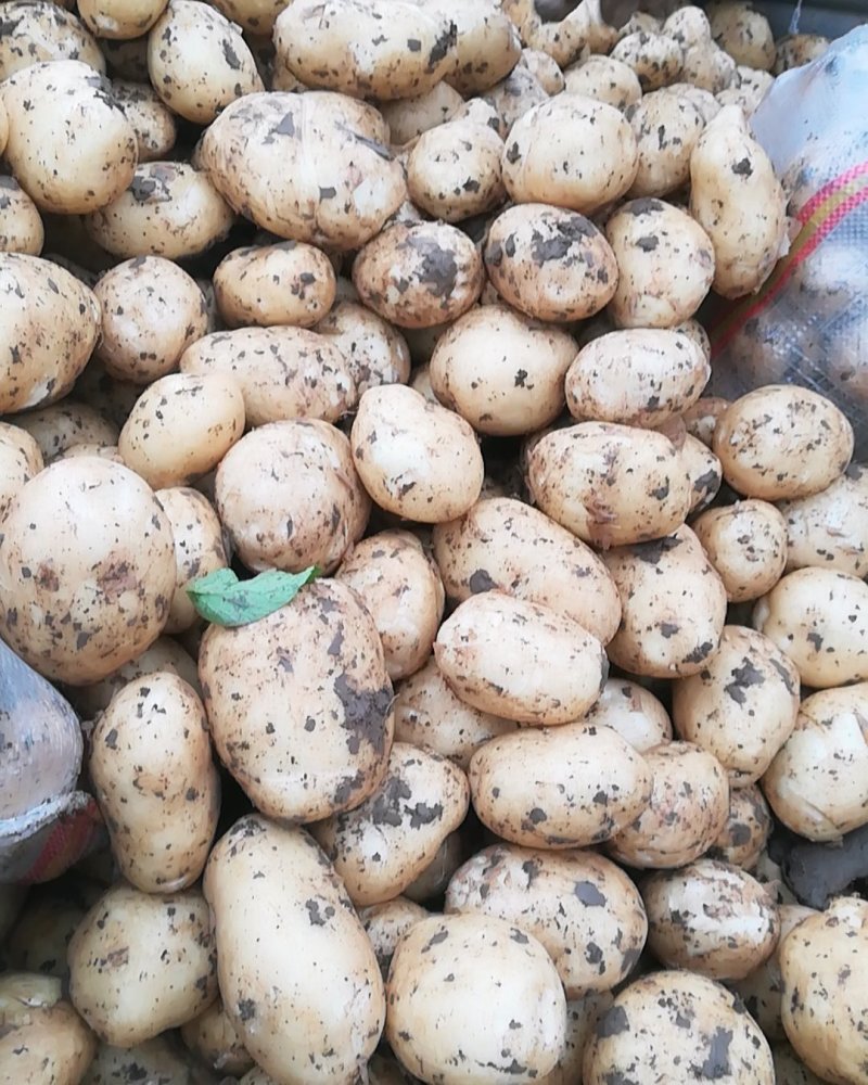 精品沃土，实验一V7，希森各个品种都有产地直发，五月二十