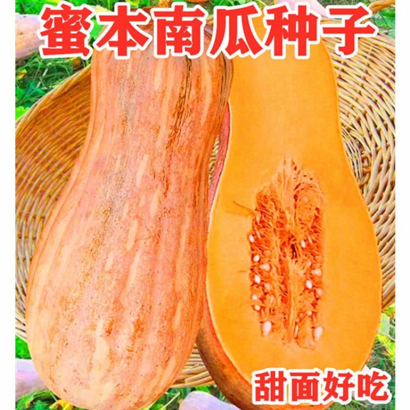 早栗蜜本南瓜种子超甜粉面蜜本甜南瓜早熟高产耐贮运四季蔬菜