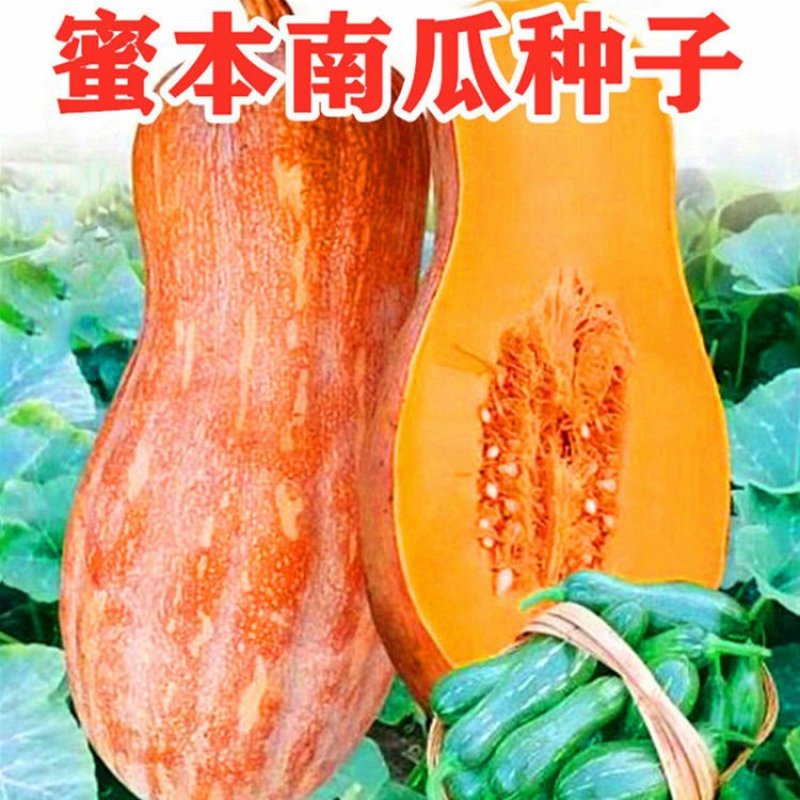 早栗蜜本南瓜种子超甜粉面蜜本甜南瓜早熟高产耐贮运四季蔬菜