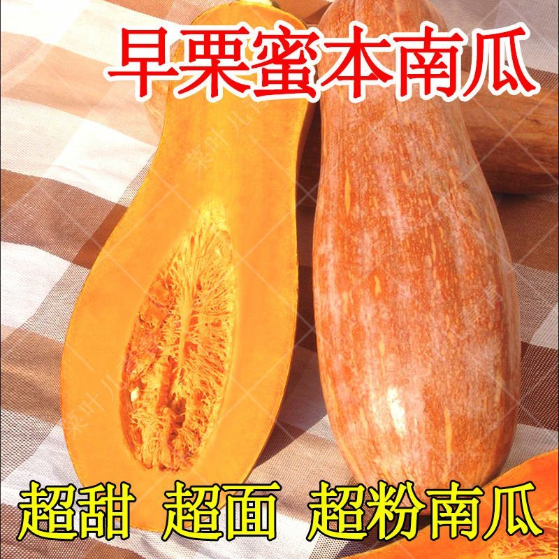 早栗蜜本南瓜种子超甜粉面蜜本甜南瓜早熟高产耐贮运四季蔬菜