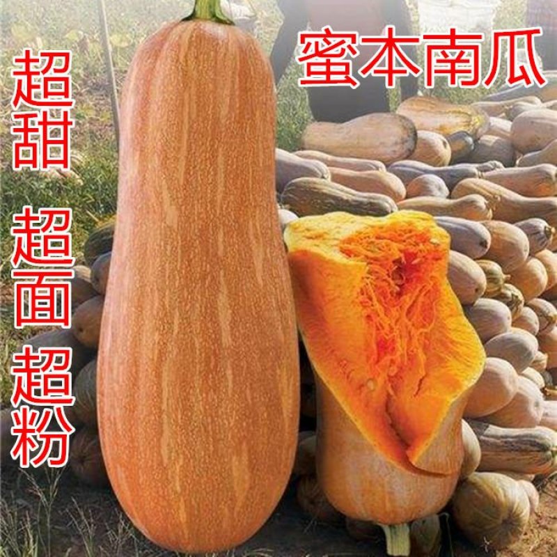 早栗蜜本南瓜种子超甜粉面蜜本甜南瓜早熟高产耐贮运四季蔬菜