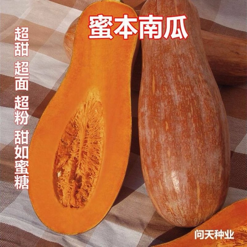 早栗蜜本南瓜种子超甜粉面蜜本甜南瓜早熟高产耐贮运四季蔬菜