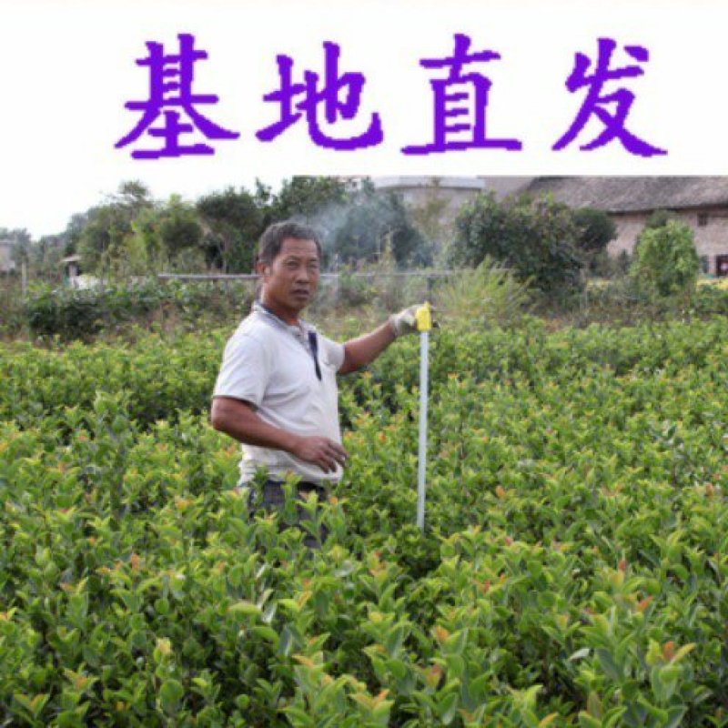 南方种植茶油树苗江西长林系油茶苗树苗嫁接高产茶子茶籽树苗