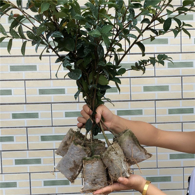 南方种植茶油树苗江西长林系油茶苗树苗嫁接高产茶子茶籽树苗