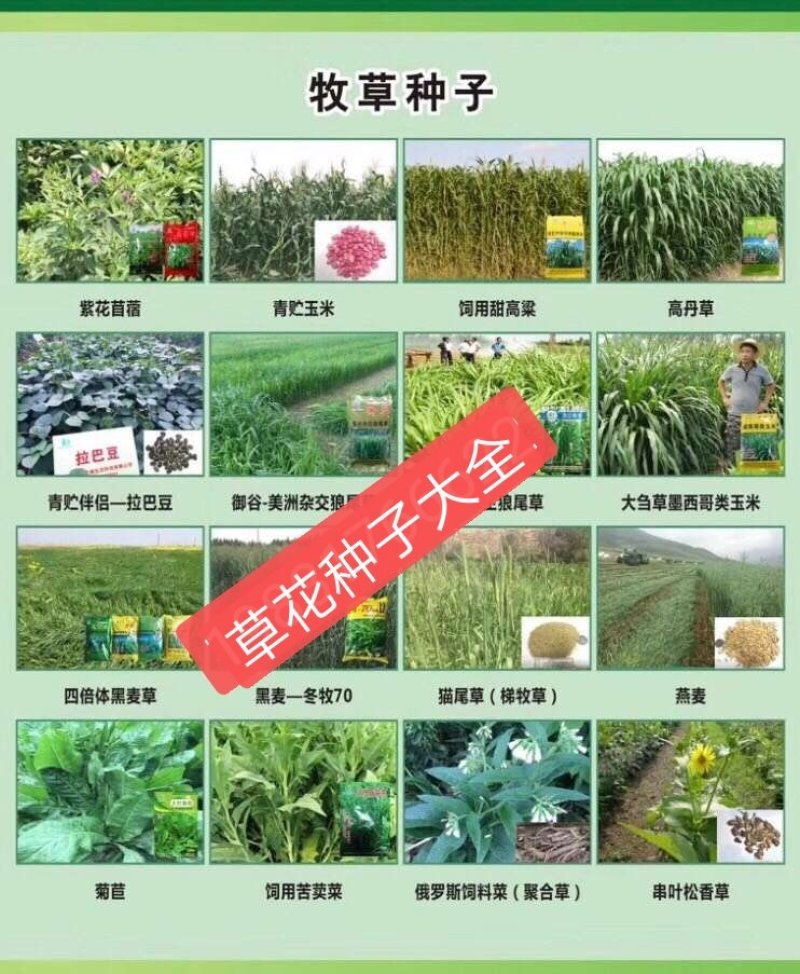 波斯菊新种子河北波斯菊种子格桑花种子野花组合种子