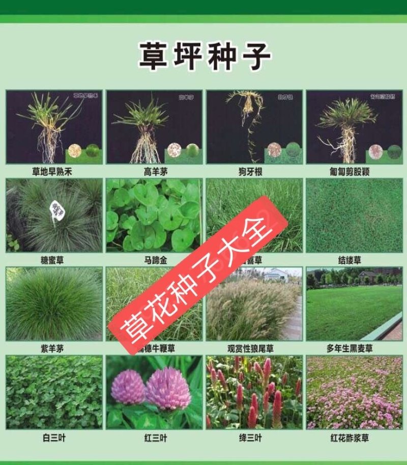 波斯菊新种子河北波斯菊种子格桑花种子野花组合种子
