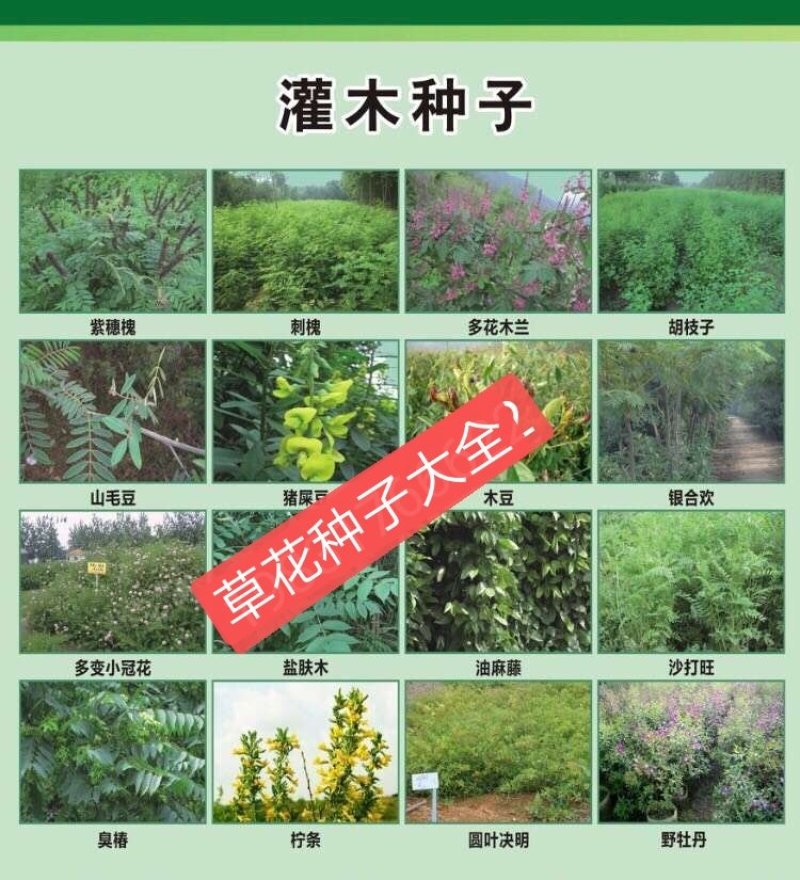 波斯菊新种子河北波斯菊种子格桑花种子野花组合种子