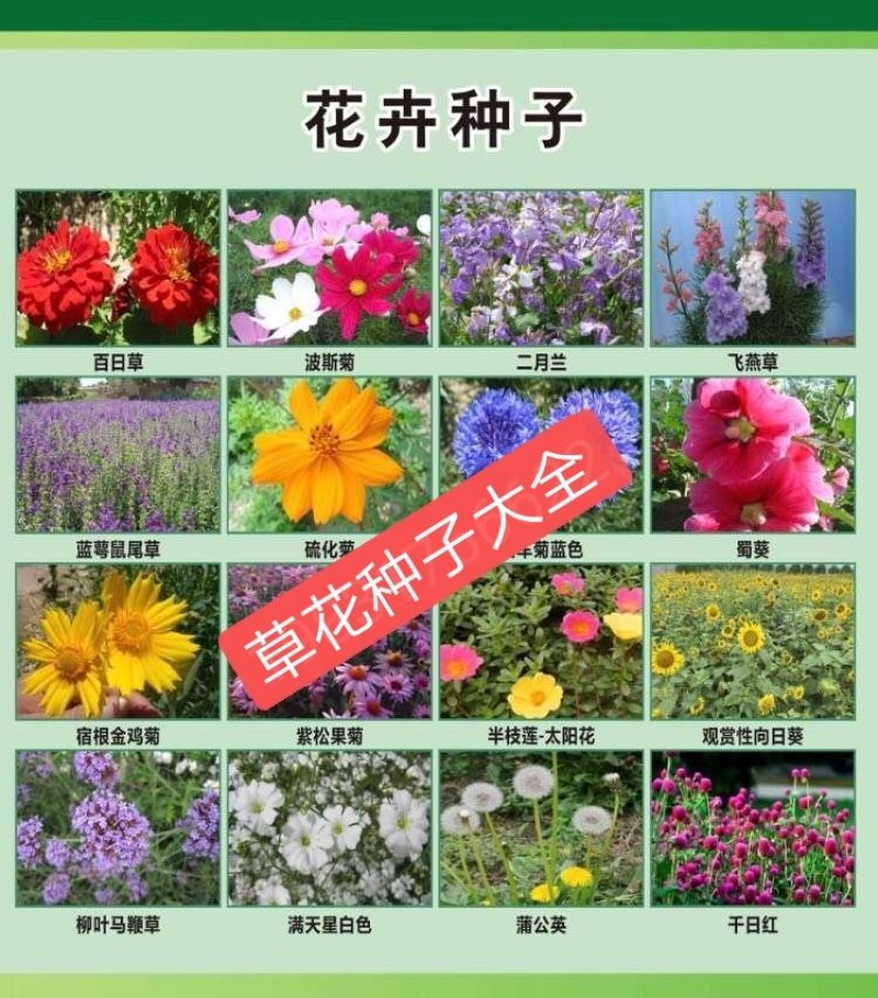 波斯菊新种子河北波斯菊种子格桑花种子野花组合种子