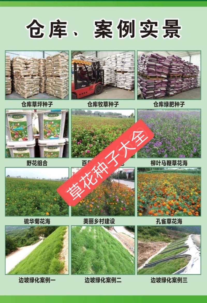 波斯菊新种子河北波斯菊种子格桑花种子野花组合种子