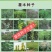 黑心菊新种子河北花卉种子黑心菊种子野花组合种子