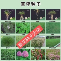 黑心菊新种子河北花卉种子黑心菊种子野花组合种子