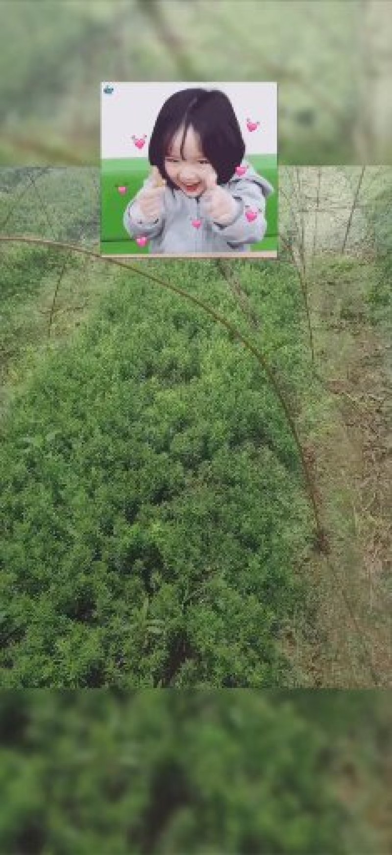 大量批发纯东北红豆杉籽播苗