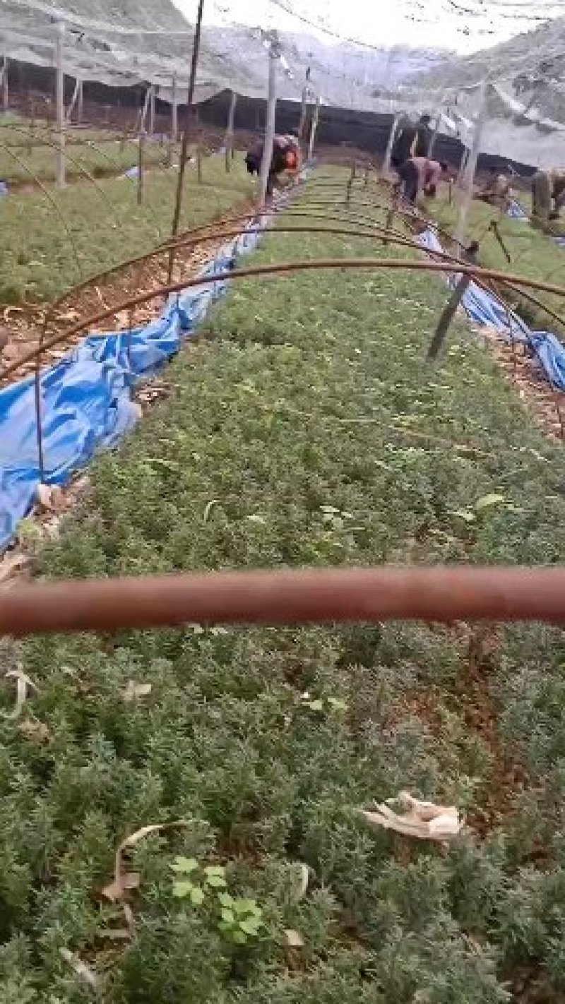 大量批发纯东北红豆杉籽播苗