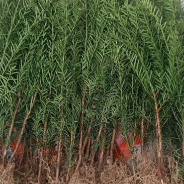 大量批发纯东北红豆杉籽播苗