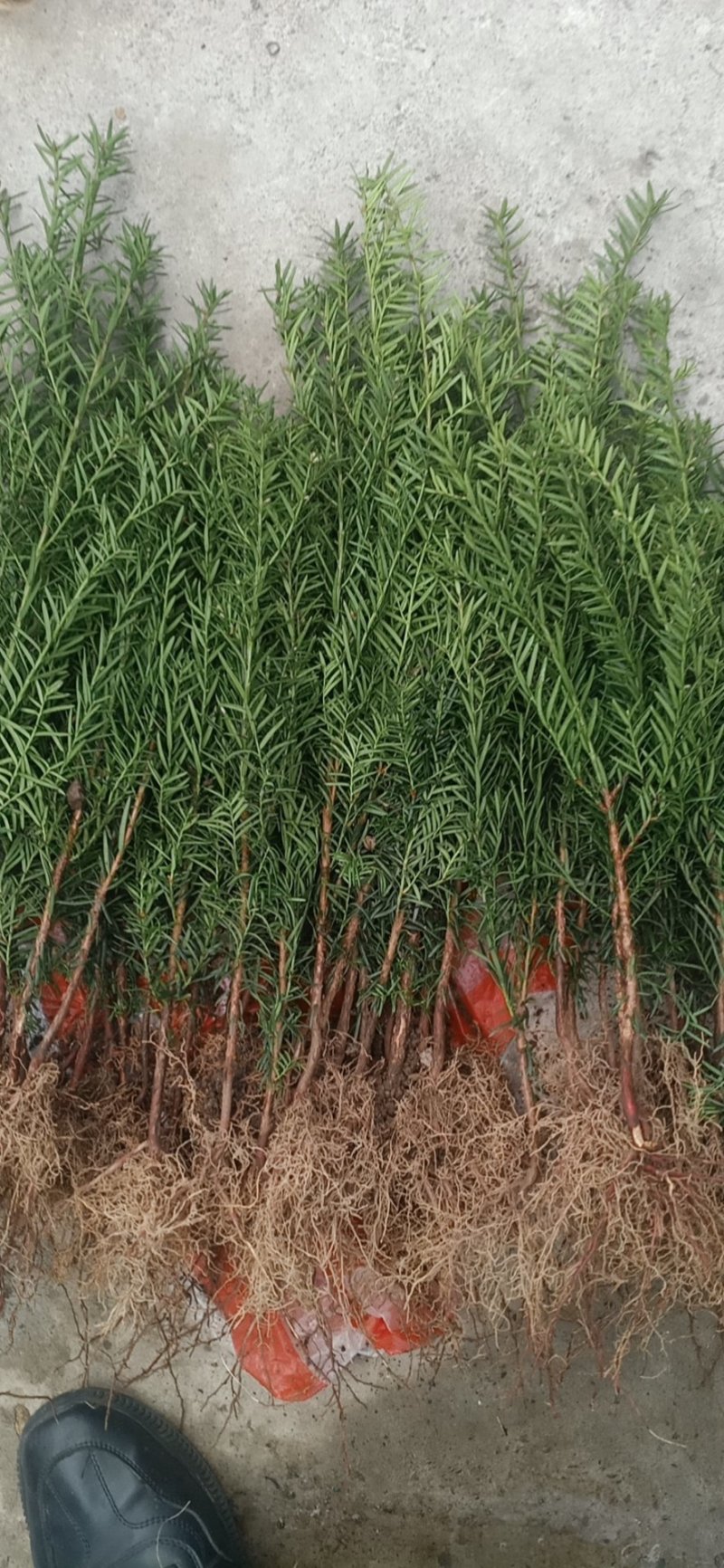 大量批发纯东北红豆杉籽播苗