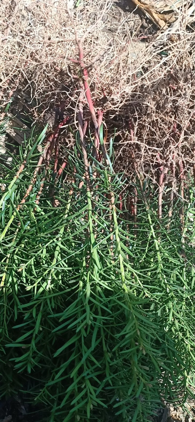 大量批发纯东北红豆杉籽播苗