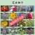 百日草种子花卉种子野花组合种子乡村绿化