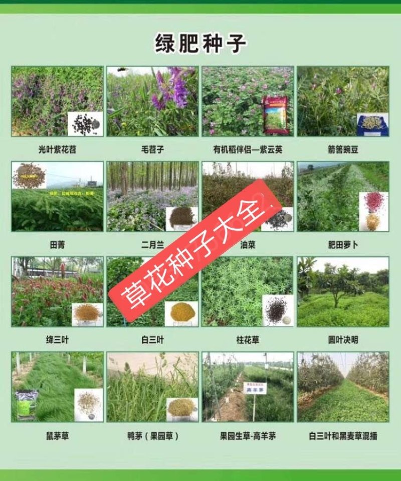 百日草种子花卉种子野花组合种子乡村绿化