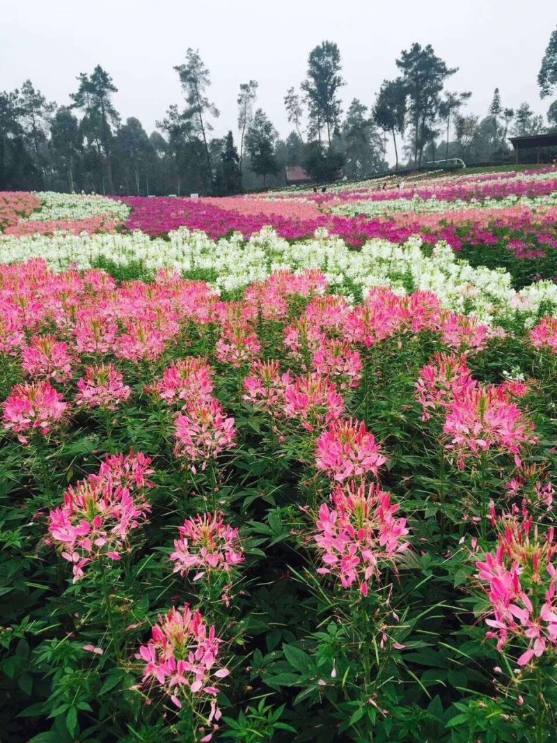 醉蝶花，基地直销，常年销售各种绿化苗木，
