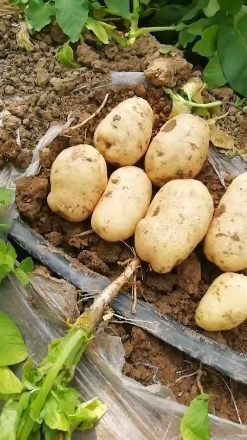 土豆