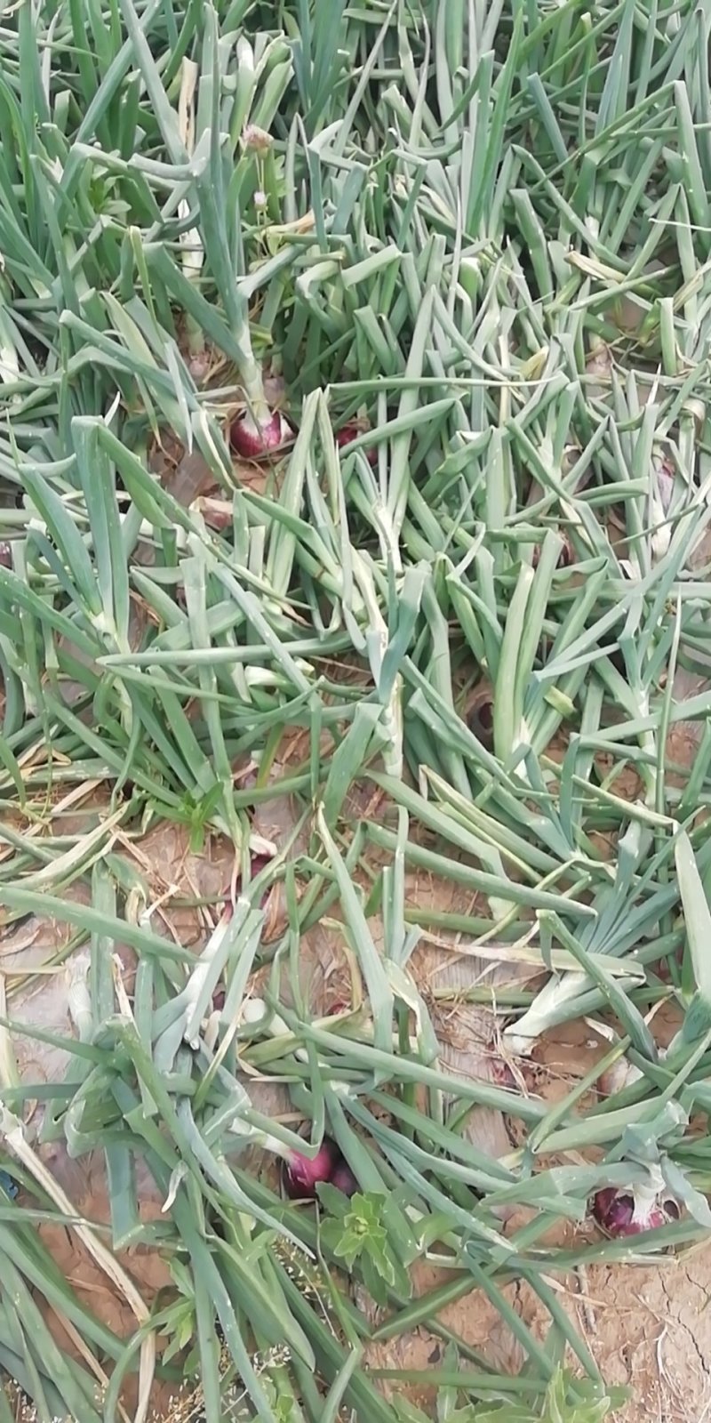 洋葱