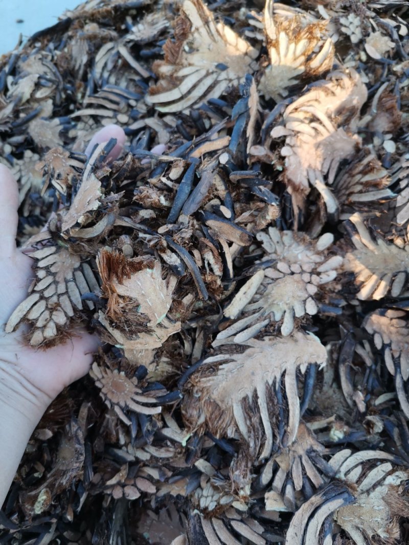 东北野生绵马贯众新货产地直发品质保证量大优惠
