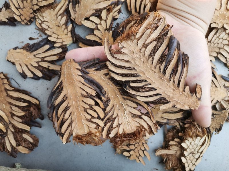 东北野生绵马贯众新货产地直发品质保证量大优惠