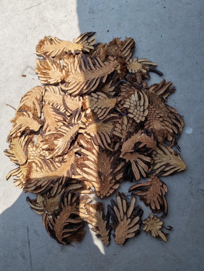 东北野生绵马贯众新货产地直发品质保证量大优惠