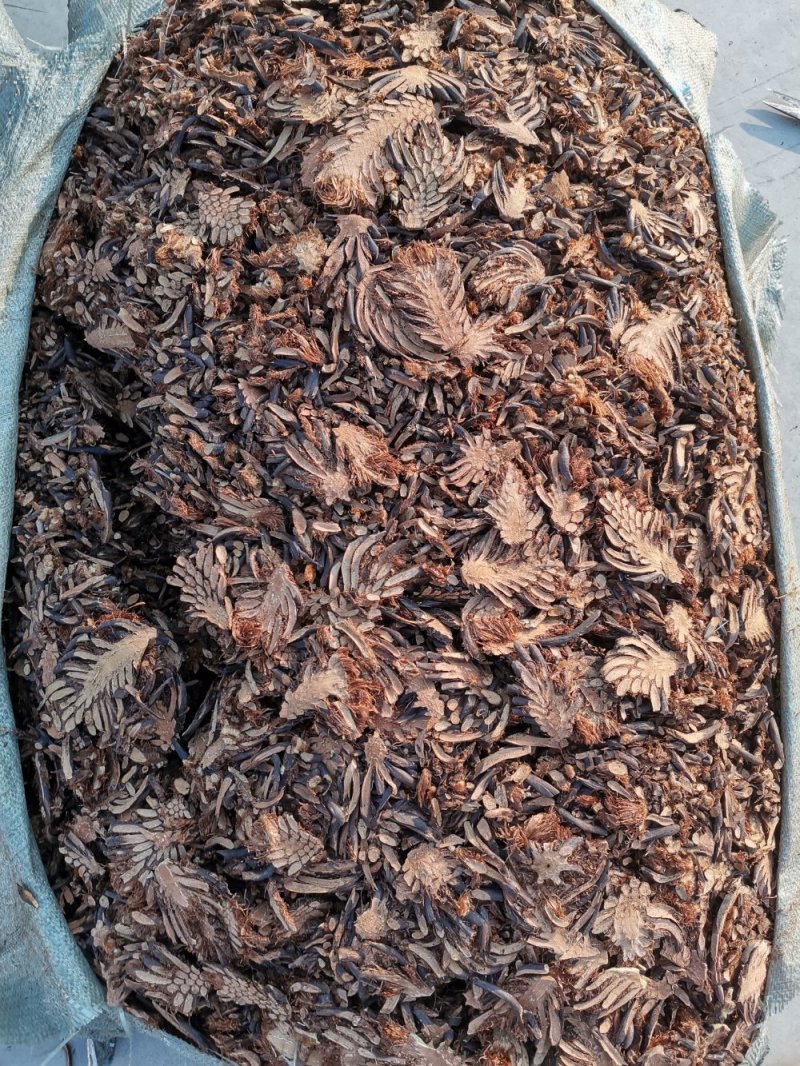 东北野生绵马贯众新货产地直发品质保证量大优惠
