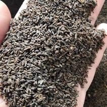 北柴胡种子产地直销保证芽率，提供技术支持，包回收