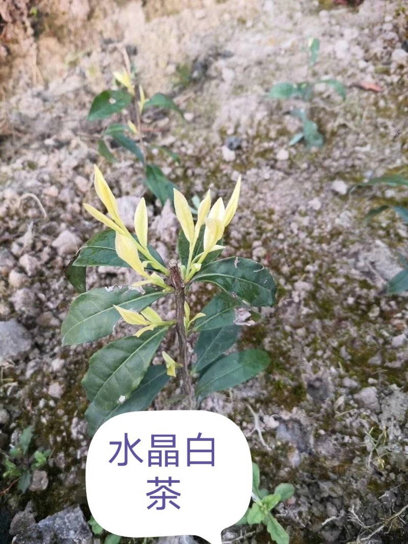 茶树苗，，早春白水晶白茶苗，白化新品种里的新贵