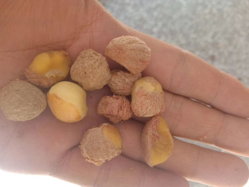 普洱茶叶籽茶叶籽仁育苗播种榨油高茶多酚高产量