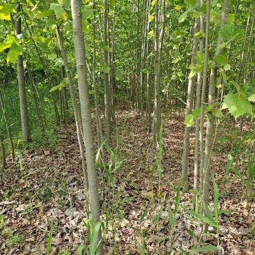 法国梧桐树法桐苗法桐树法桐小苗行道树法桐行道树专