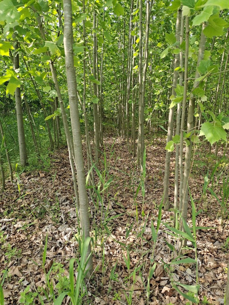 法国梧桐树法桐苗法桐树法桐小苗行道树法桐行道树专