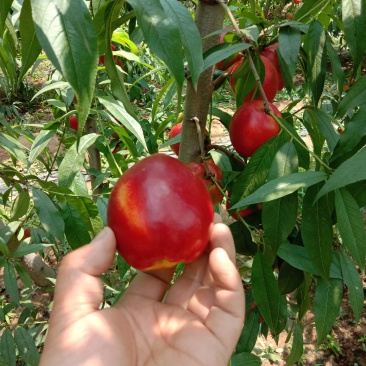 大棚油桃