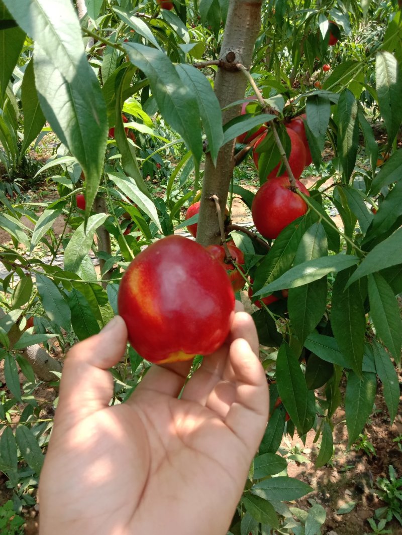 大棚油桃