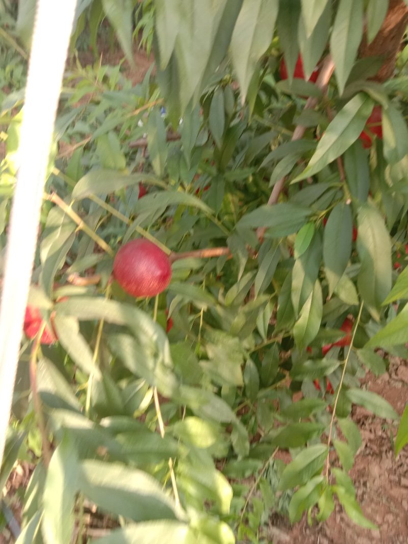大棚油桃